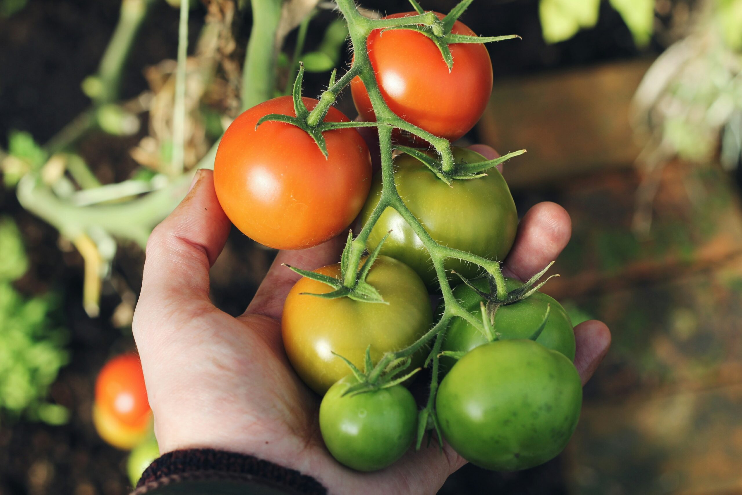 person holding green and red tomatoes