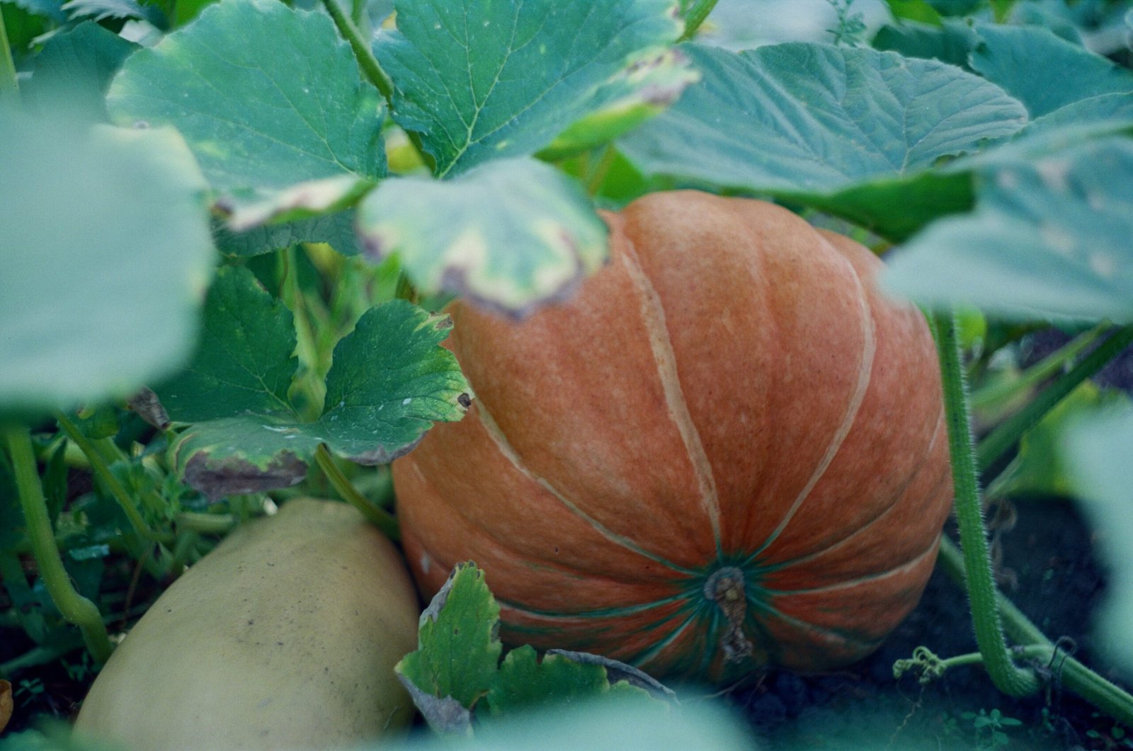 a pumpkin and squash growing in a garden