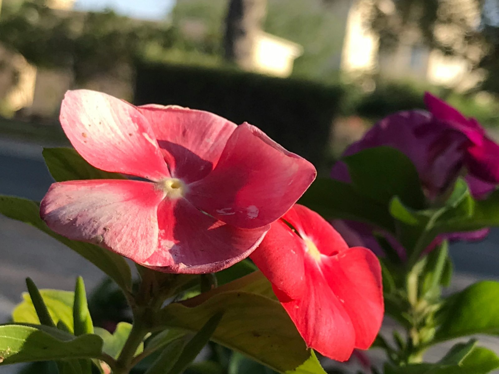 a close up of a pink flower with green leaves