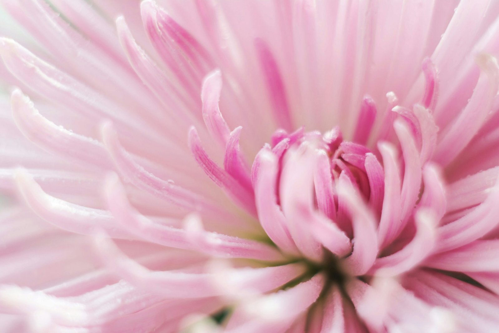 a close up of a pink flower with water droplets