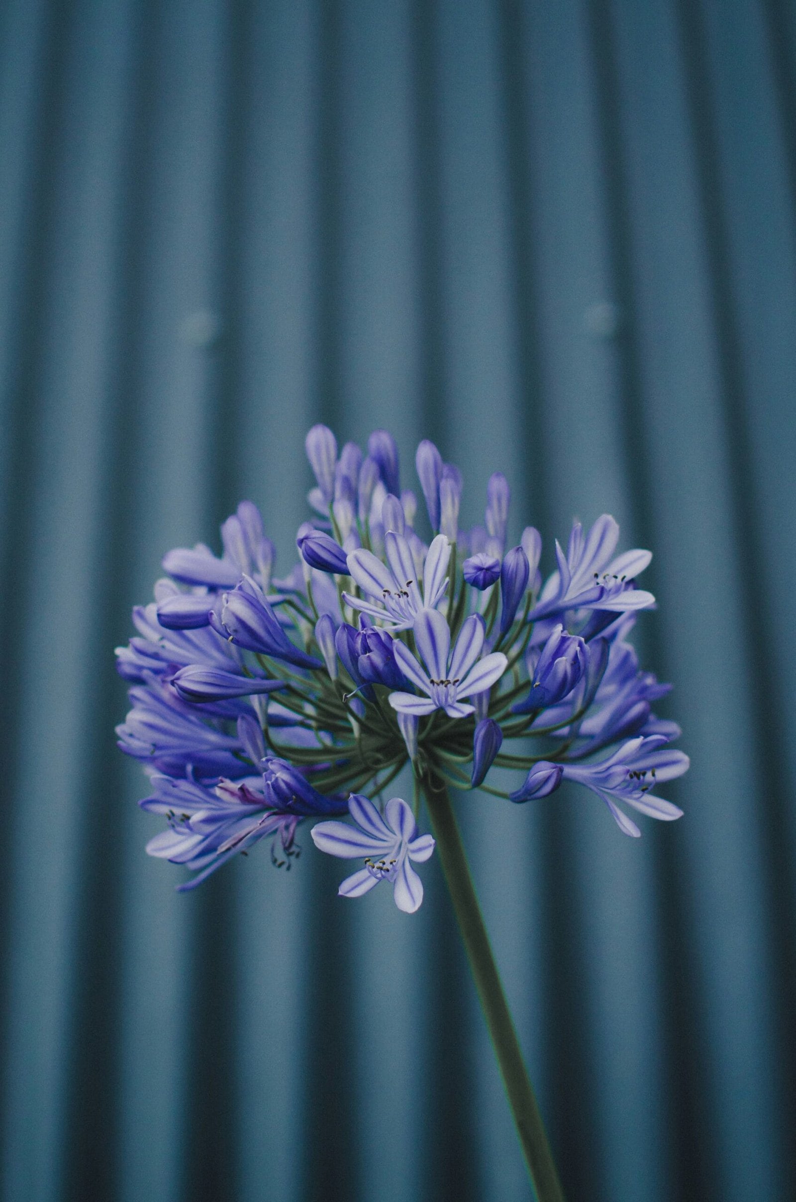 purple flower in macro lens