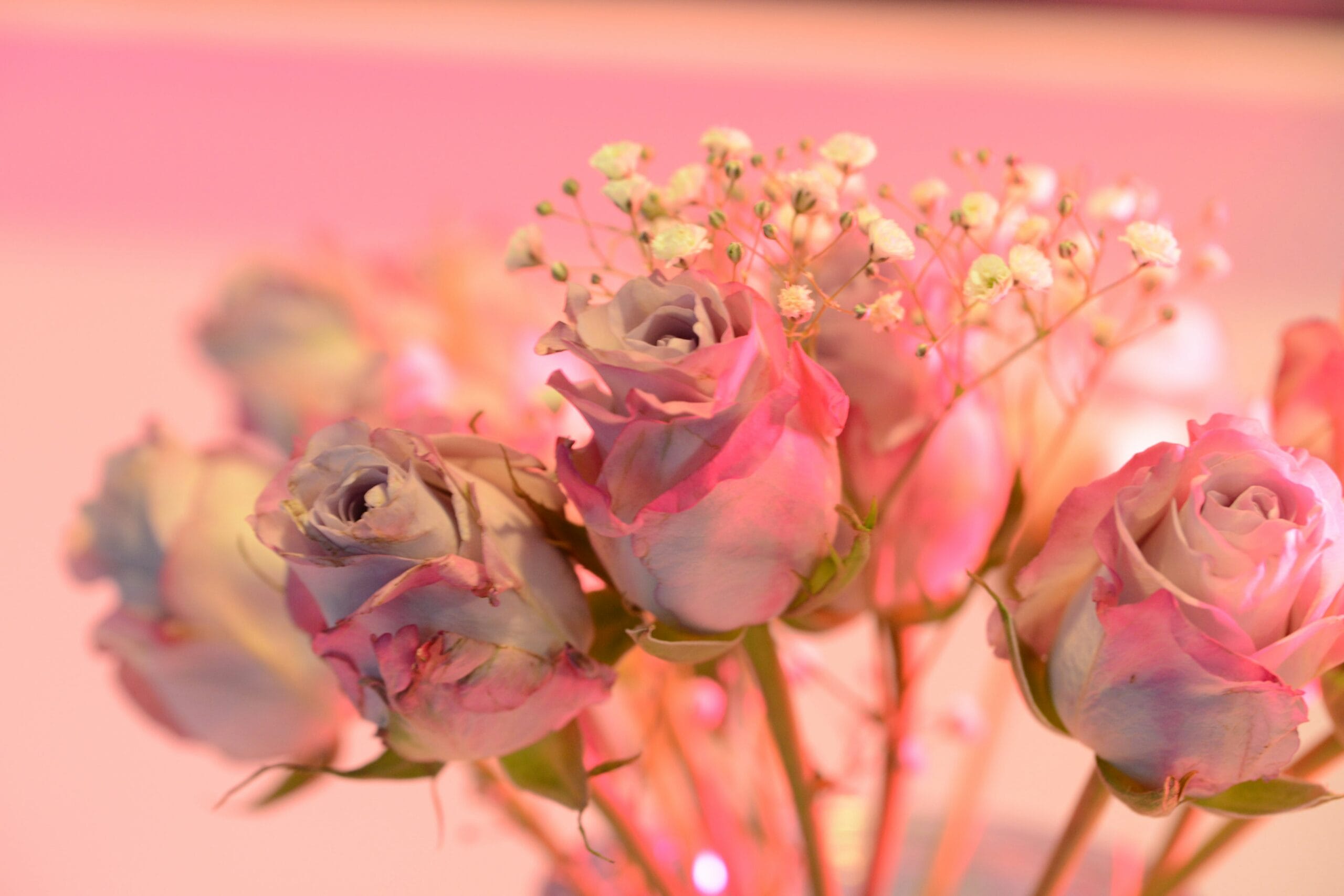 pink and white flower in close up photography