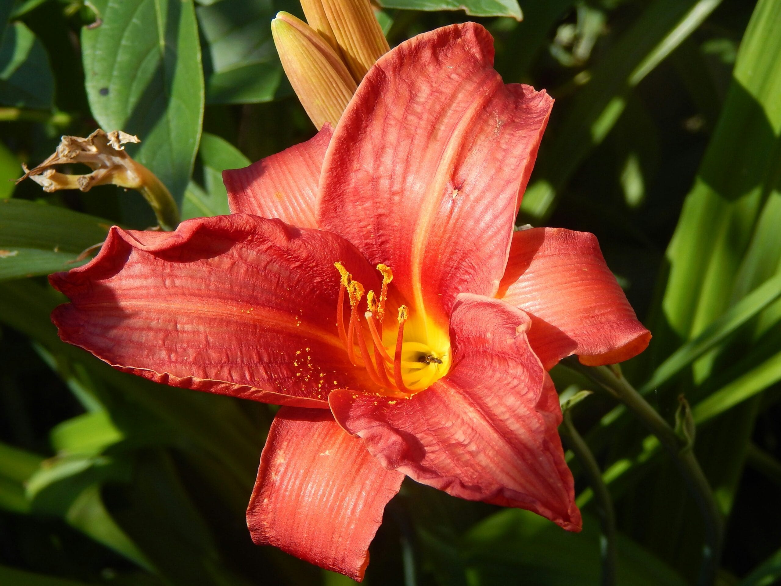 a red flower with green leaves