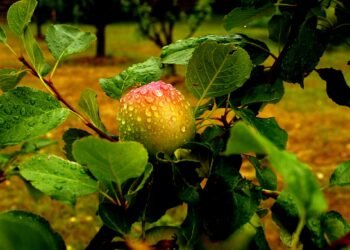 La compassion n’est pas une faiblesse, mais la trace d’une âme qui a traversé la souffrance