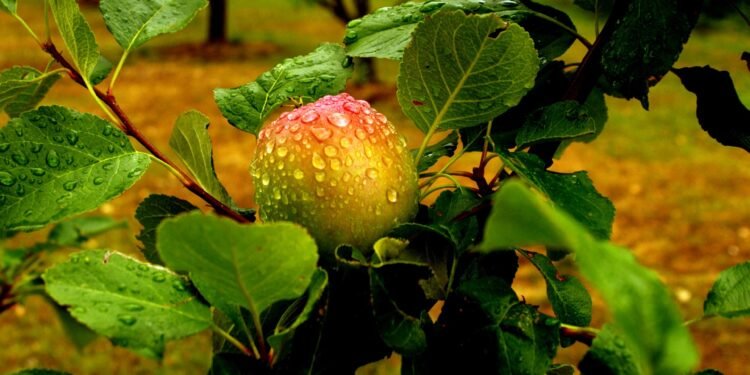 La compassion n’est pas une faiblesse, mais la trace d’une âme qui a traversé la souffrance