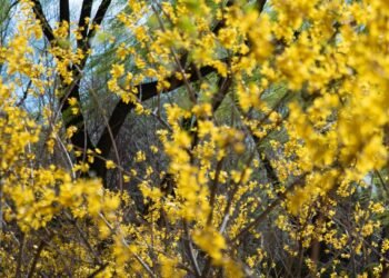 Grandir lentement : un voyage intérieur vers une vie plus consciente