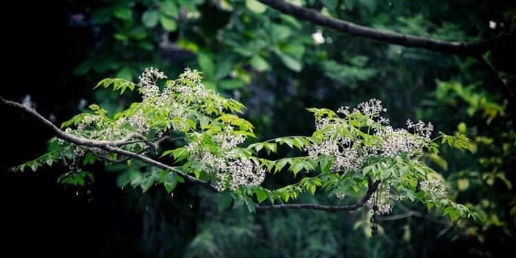 Les amitiés qui s’éteignent en silence — et la douce mélancolie qui nous apprend à guérir
