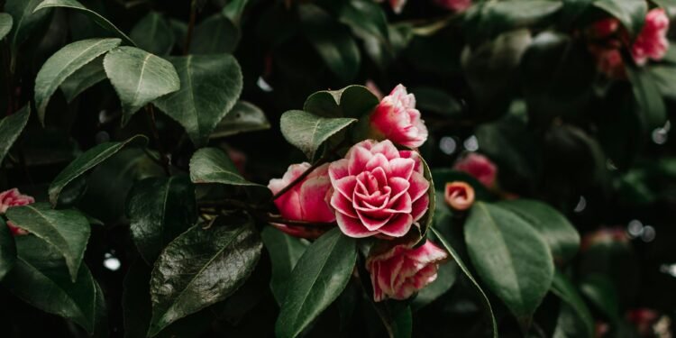 Ne sois pas une femme accablée, choisis de rayonner