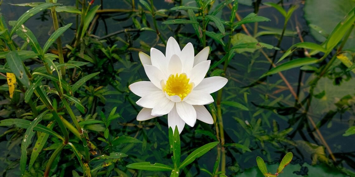 Quand on cesse d’attendre que la vie obéisse, le chemin commence enfin à se dévoiler