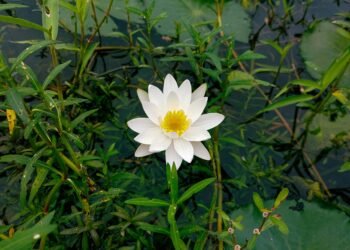 Quand on cesse d’attendre que la vie obéisse, le chemin commence enfin à se dévoiler