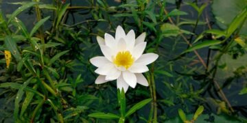 Quand on cesse d’attendre que la vie obéisse, le chemin commence enfin à se dévoiler