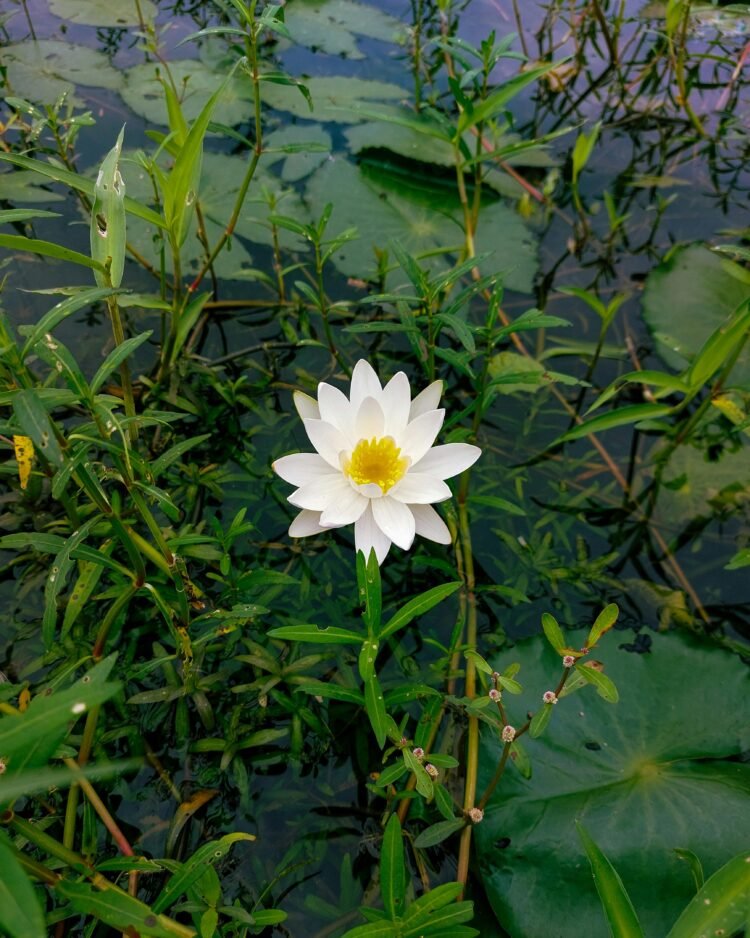 Quand on cesse d’attendre que la vie obéisse, le chemin commence enfin à se dévoiler